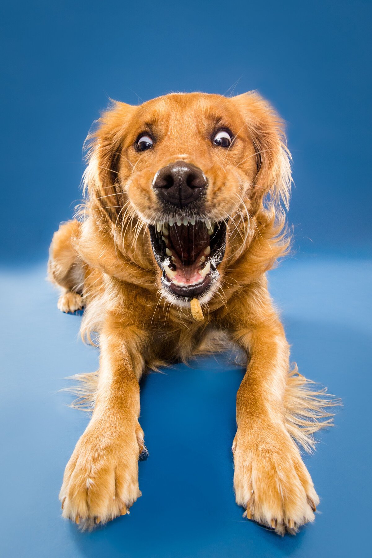The Beloved Pup Photo Studios Portfolio - Alabama Dog Photographer 15