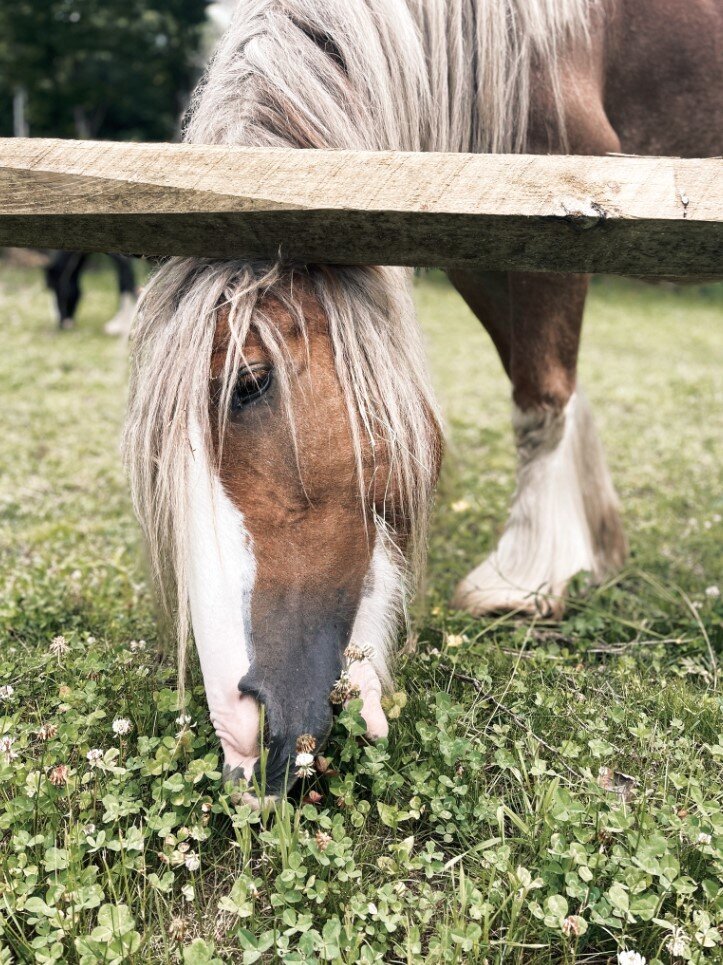 The-Stables-at-Gypsy-Acres-Horses-23