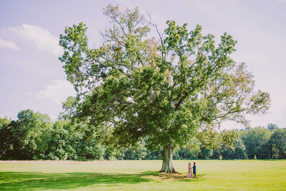 A far away picture of a sikh bride and groom standing under a large tree at natirar park in bridgewater nj
