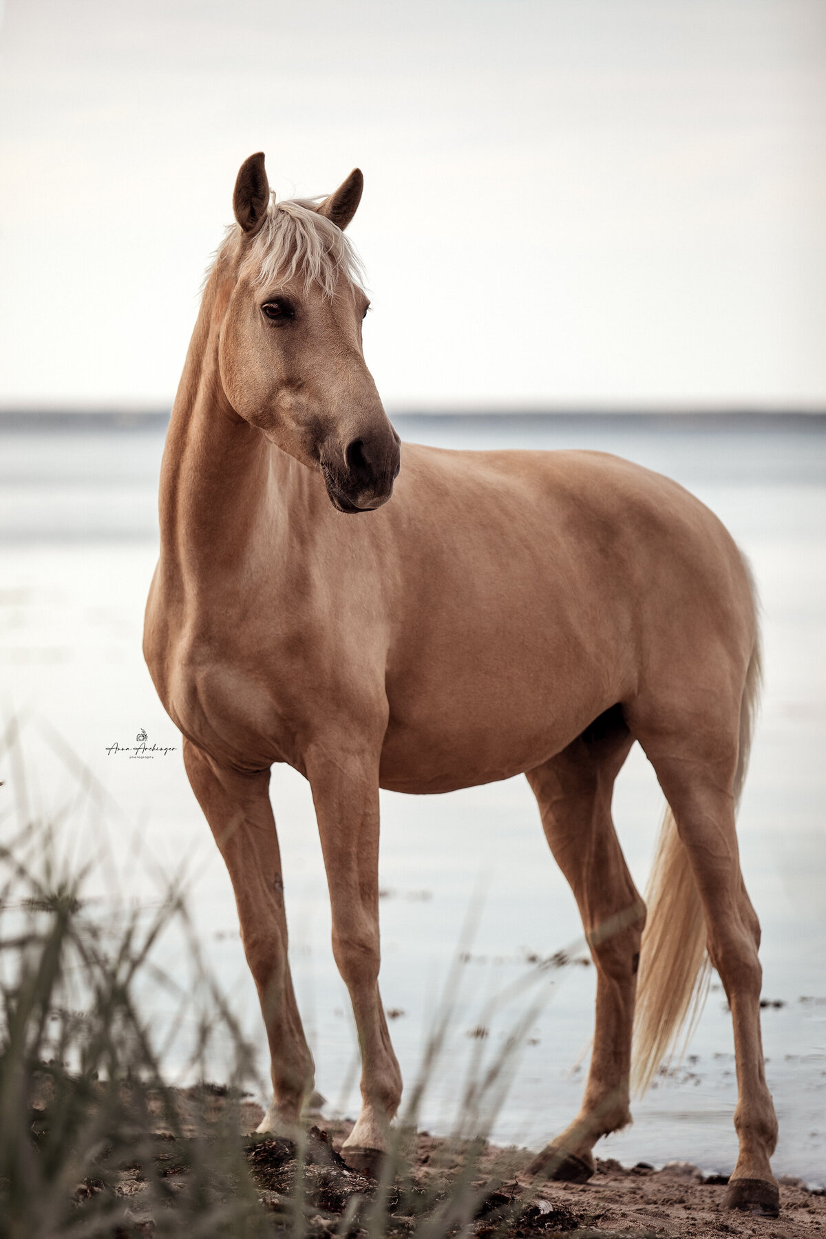 Quarter Horse Photography