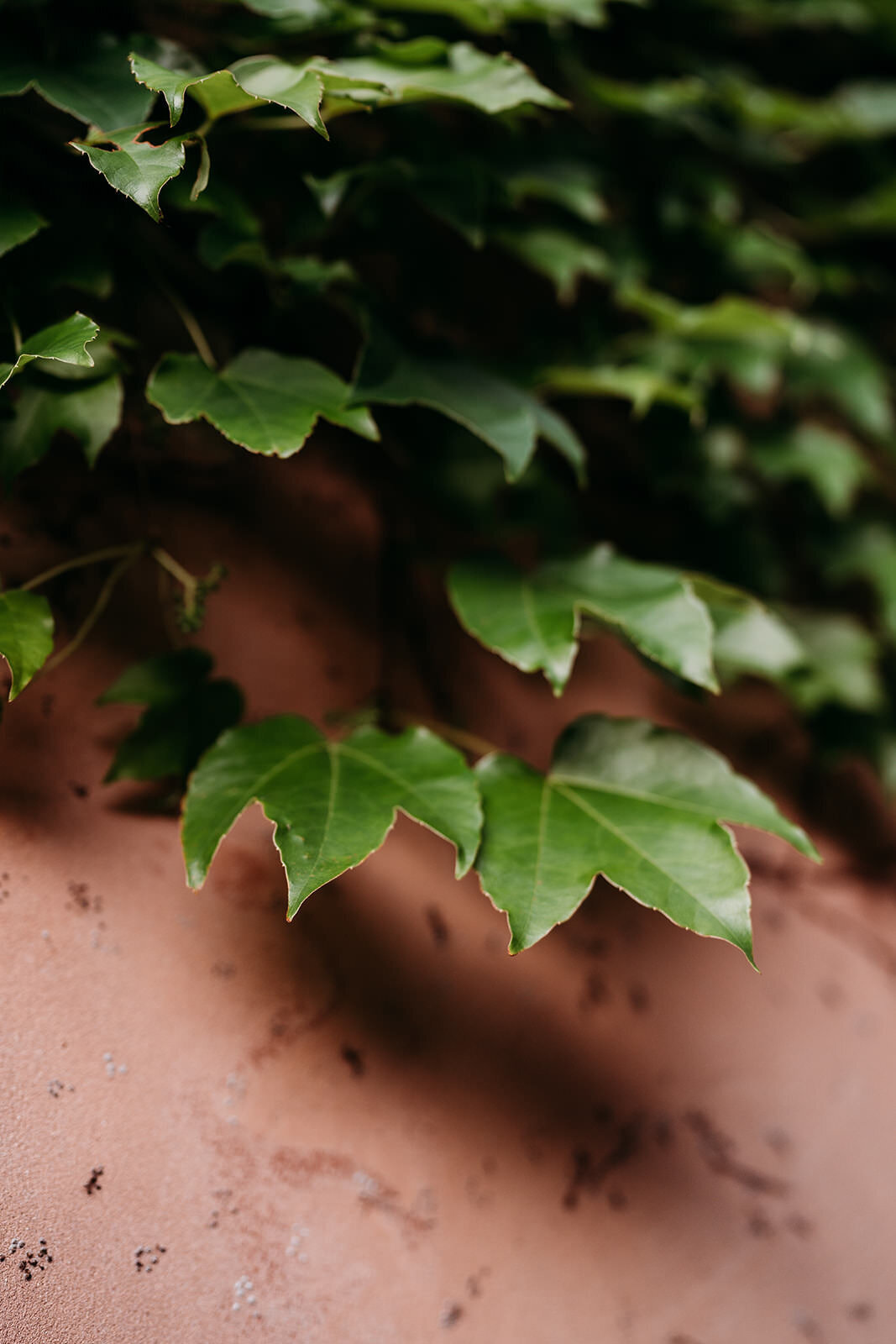 Margan_Photography_Tallits_Estate_Hunter_Valley-153
