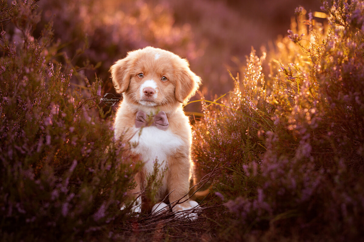 Toller puppy tijdens honden fotoshoot in de bloeiende heide tijdens zonsondergang met MSwitsersphotography als fotografe