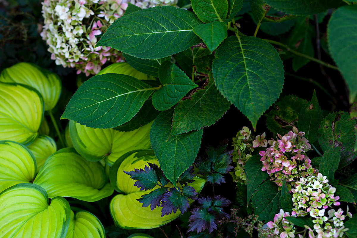 Lush garden with vibrant green hosta leaves and blooming hydrangeas.