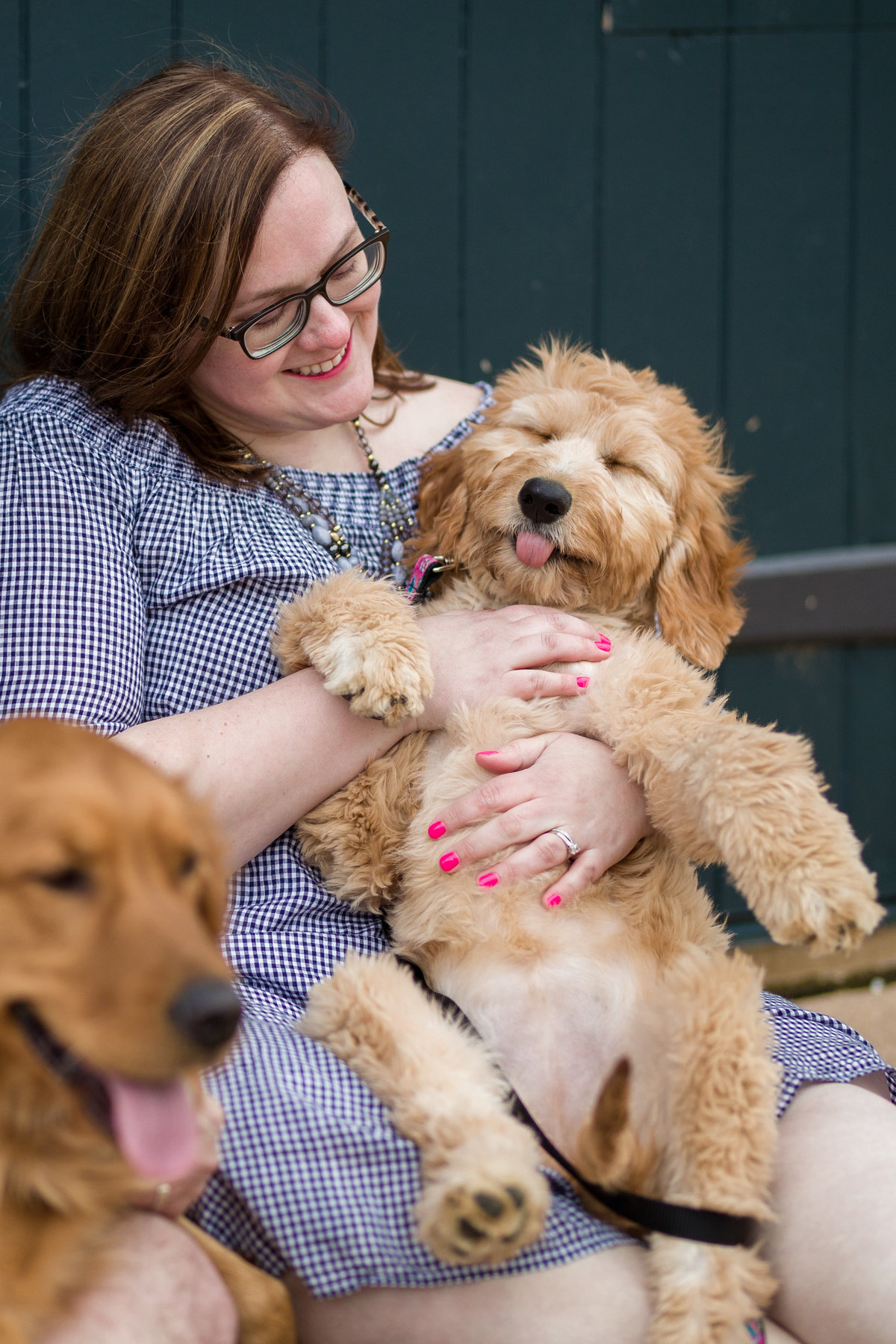 golden doodle puppy with tongue out