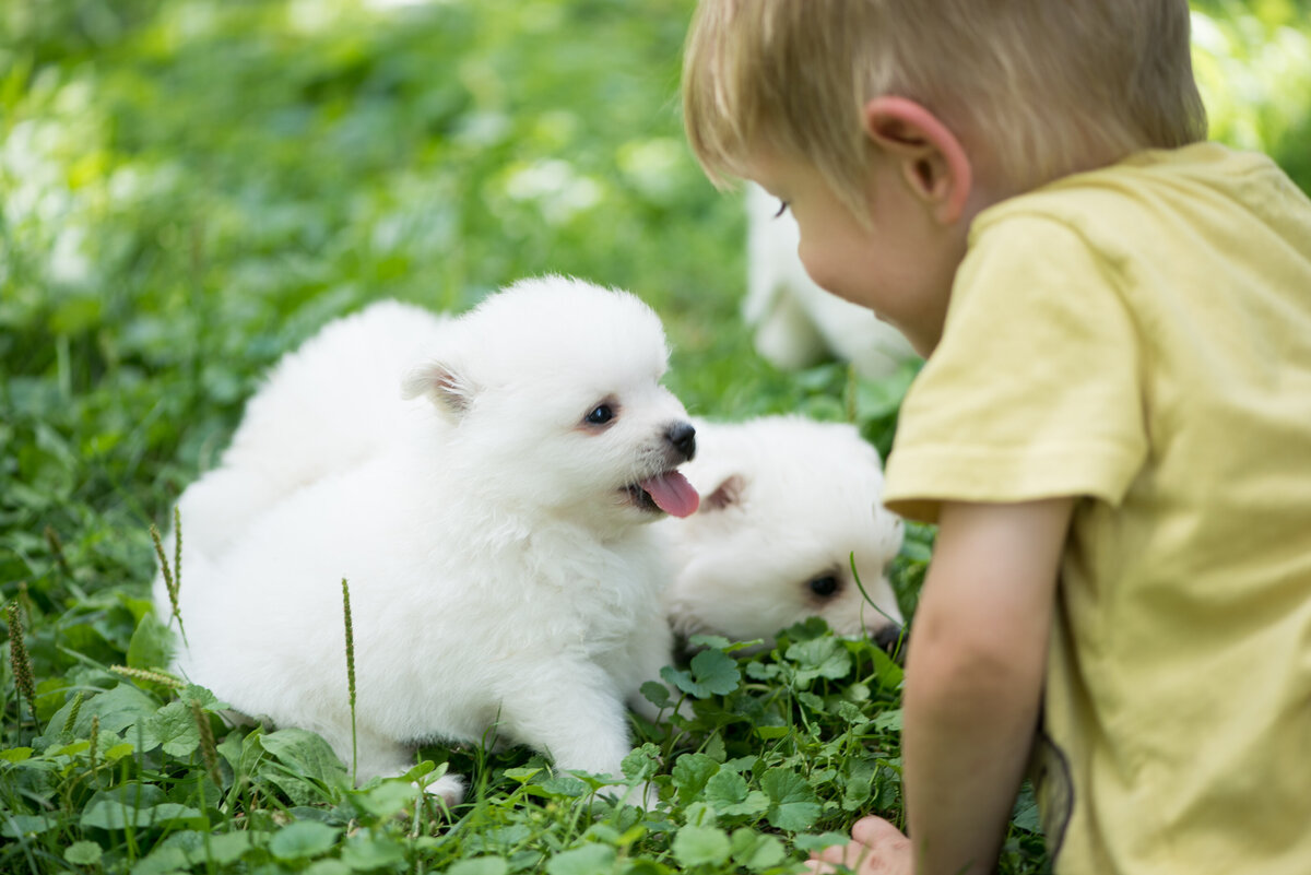 white puppies | volpino italiano | Minnesota Breeder
