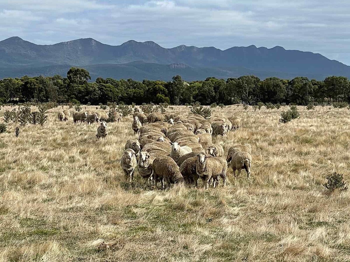 Abrupt Plains breeding wool genetics