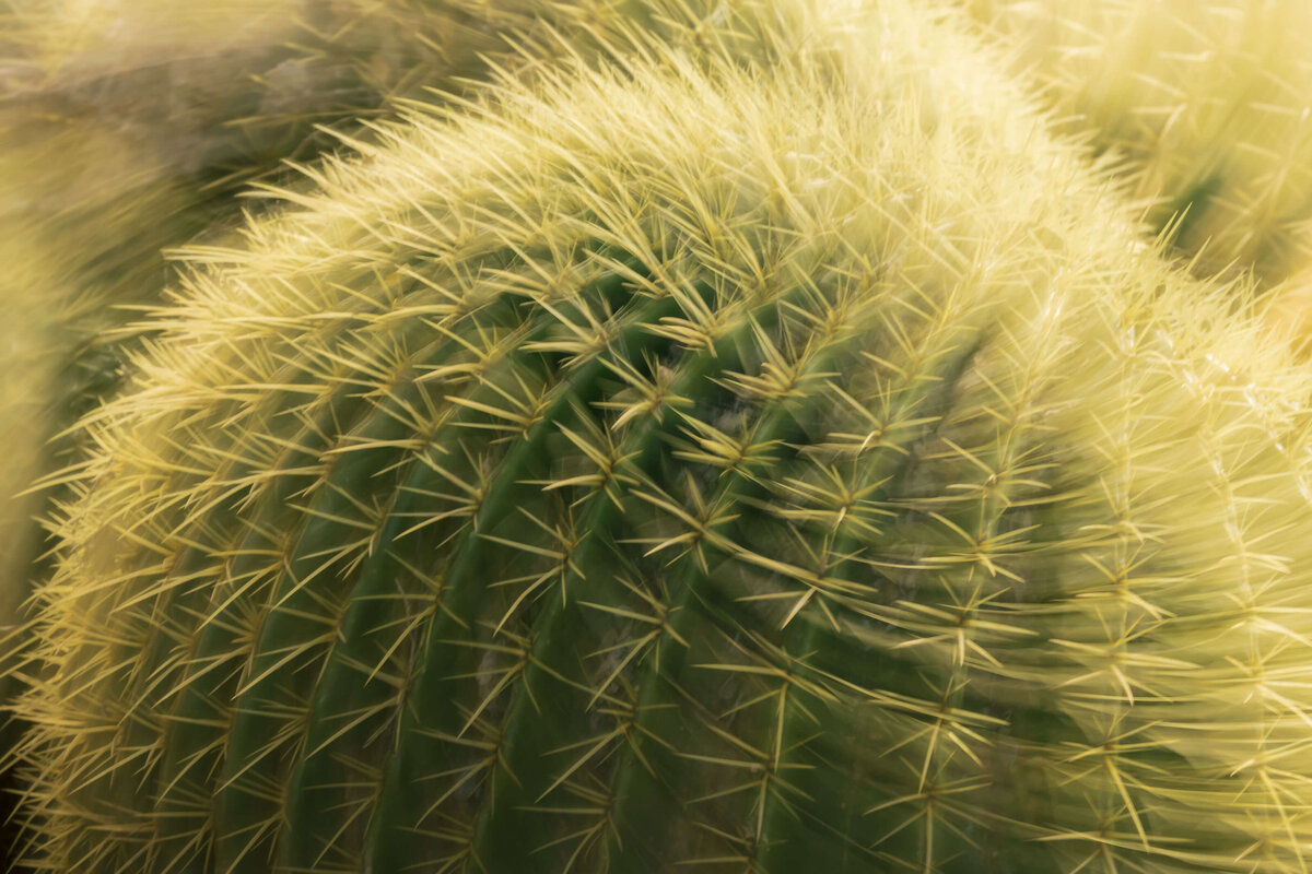 2023.01-Garden-AZ-Desert-Botanical-Flower-Chrissy-Donadi-Photography-Clear-Macro-ICM