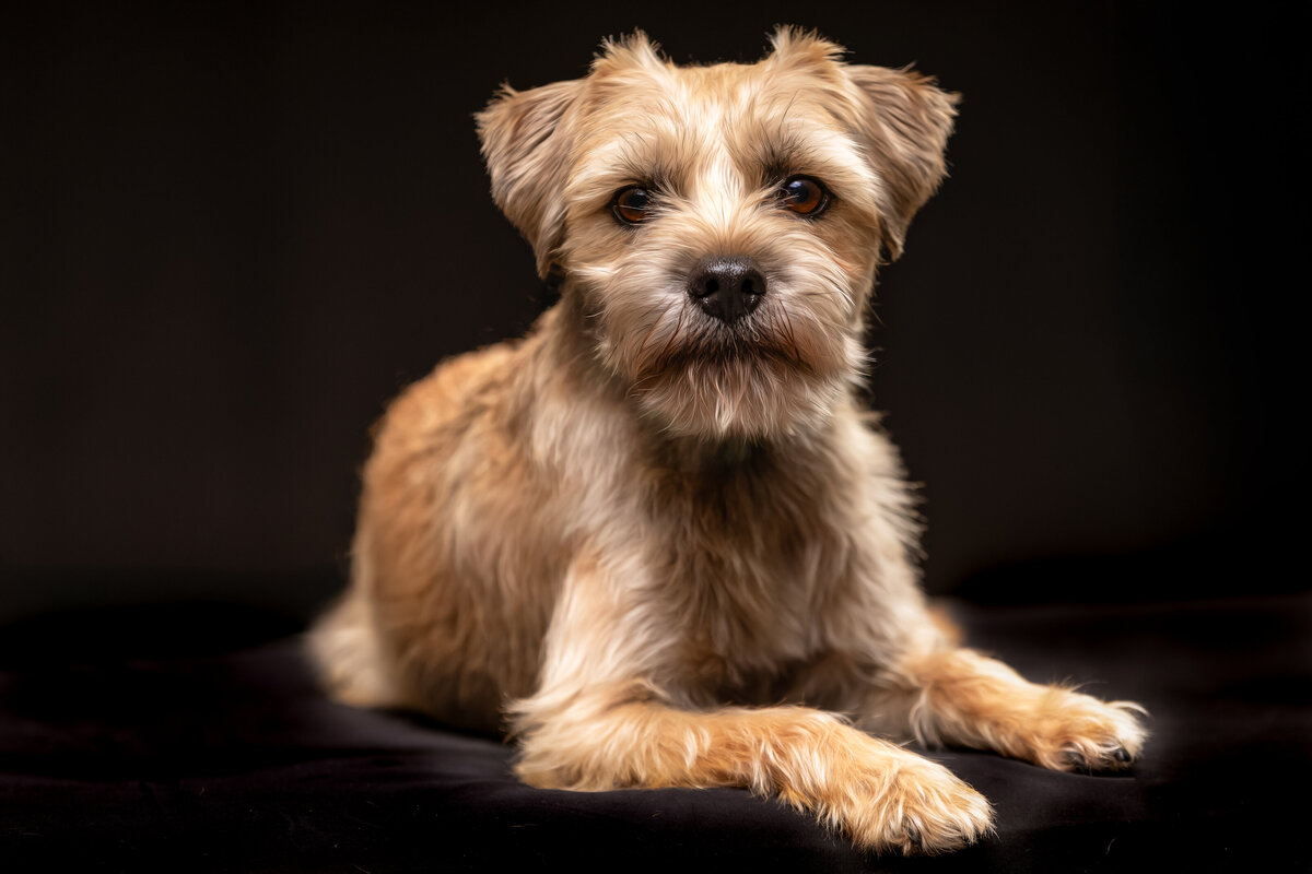 seattle-pet-photographer-2