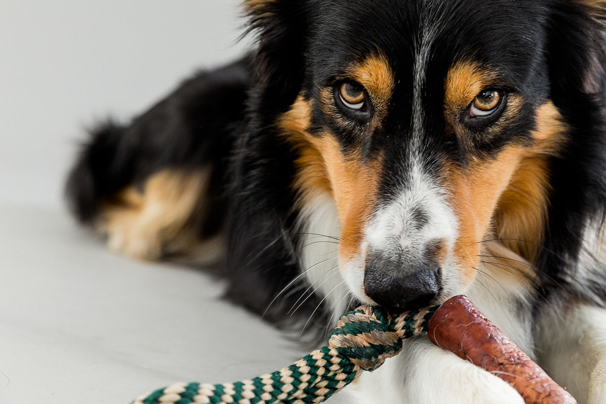 San Francisco pet photography