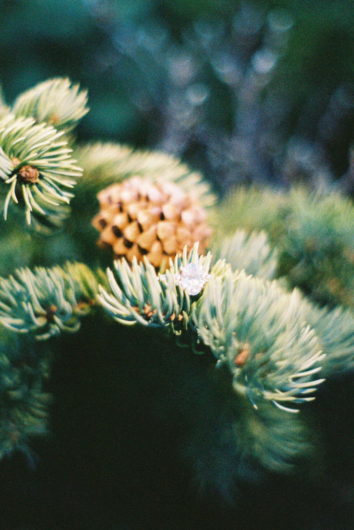 sunshine sentiments colorado film photographer-28
