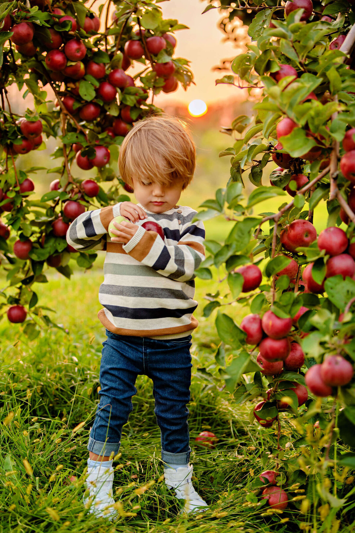 little boy standing near an apple tree for their fall family photos in Burlington, ON