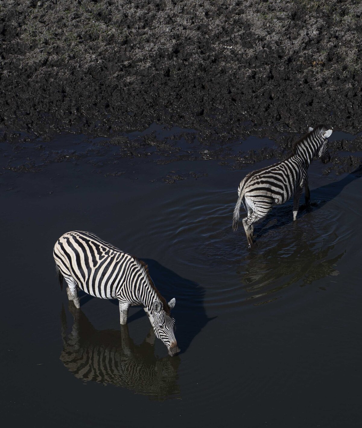 Leroo La Tau _ Boteti River & Makgadikgadi Pans National Park Zebra Migration_By Stephanie Vermillion(2)