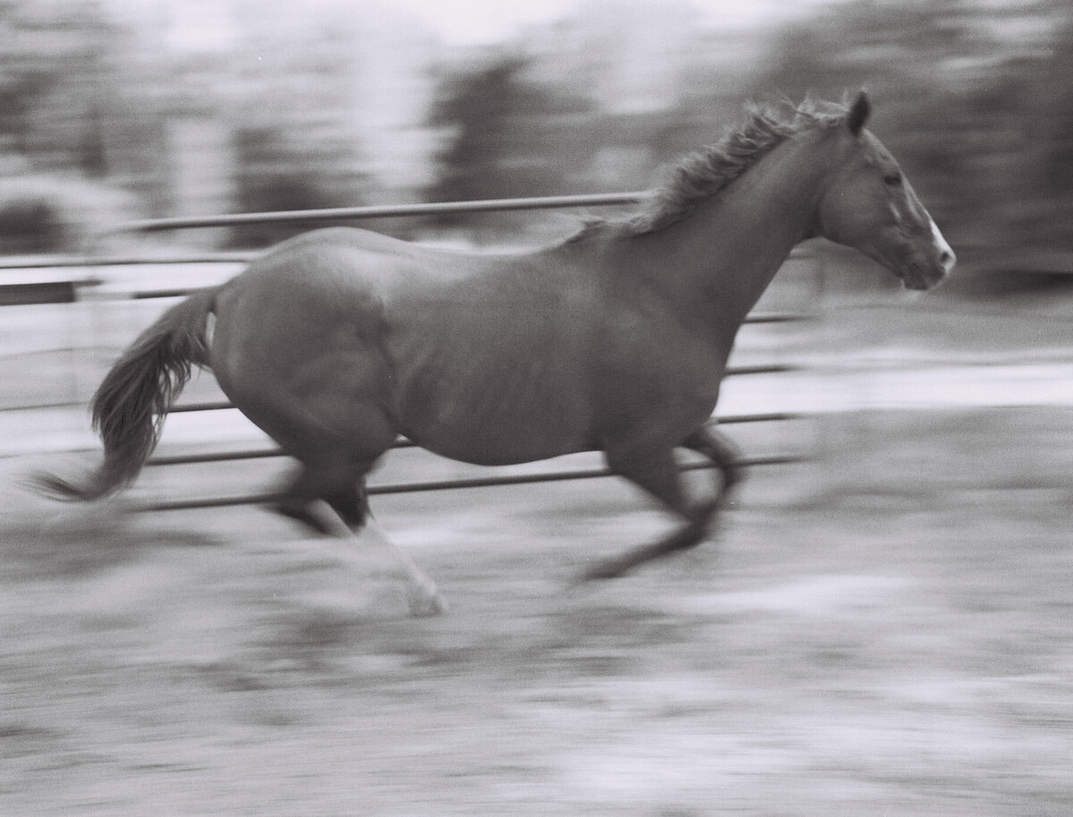 Saratoga-horse-photographer-356
