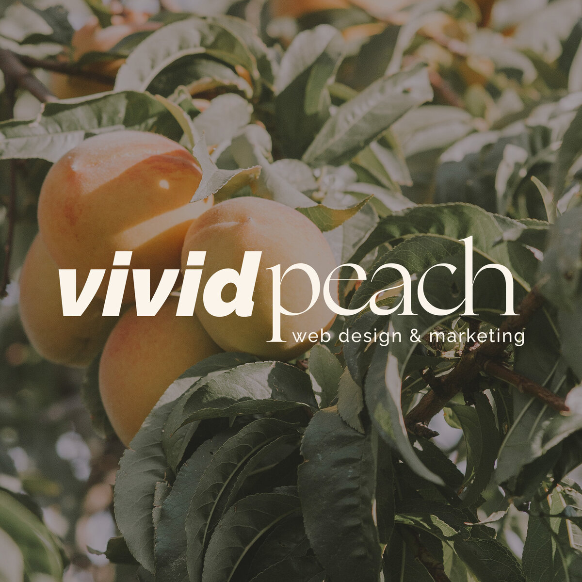 (c) Vividpeach.com.au