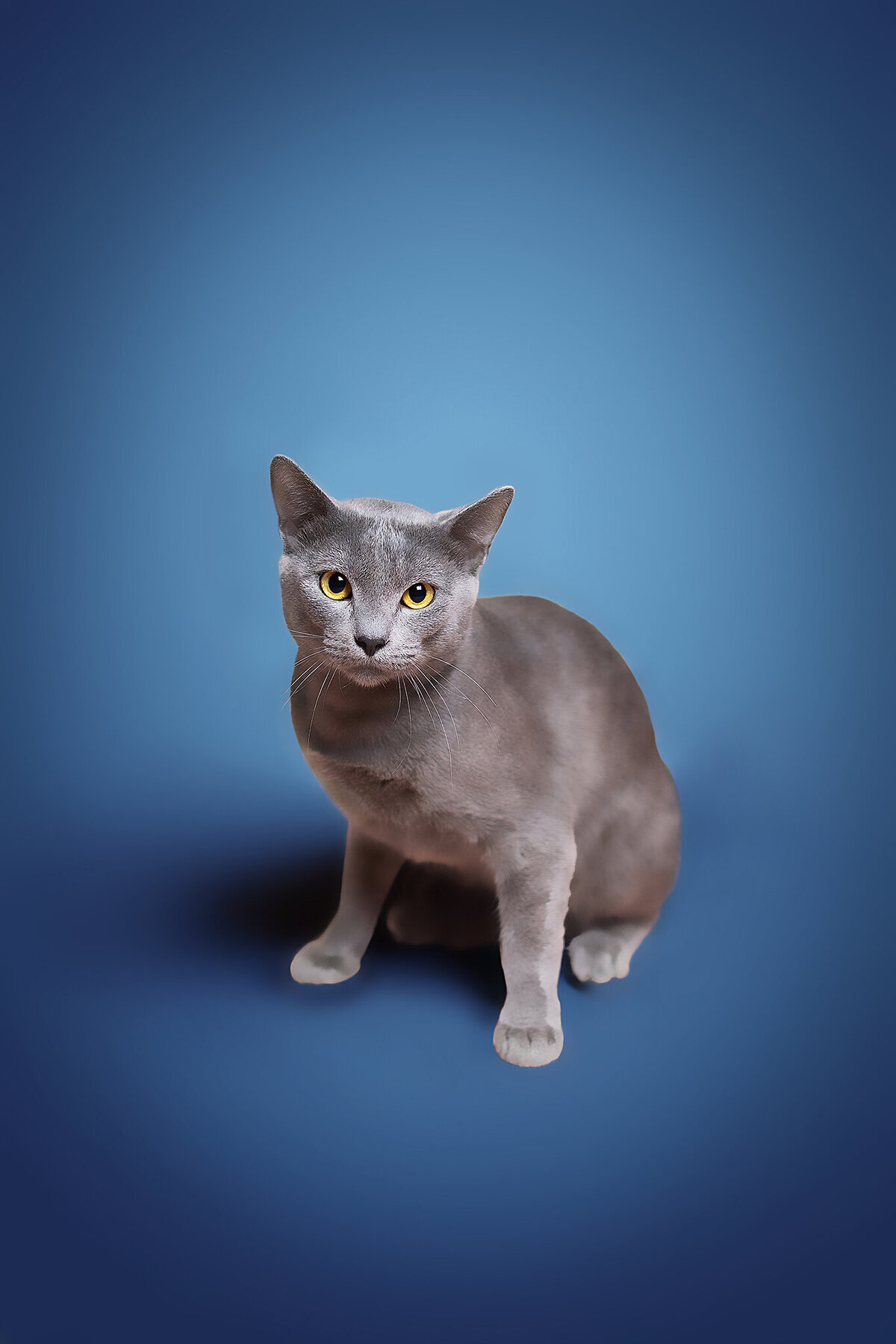 New Orleans Pet Photographer 4