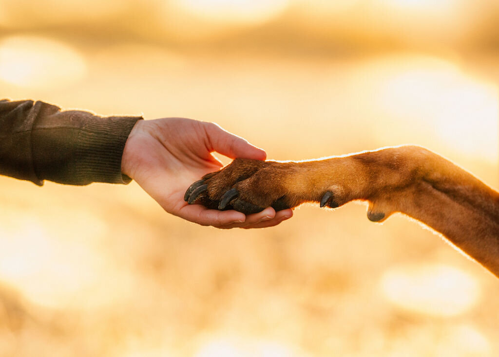 Elis-Fotografie-Hundefotografin-Solothurn-Tiefotografin-Biel-Paarfotos Solothurn-Hochzeitsfotograf-Bern118