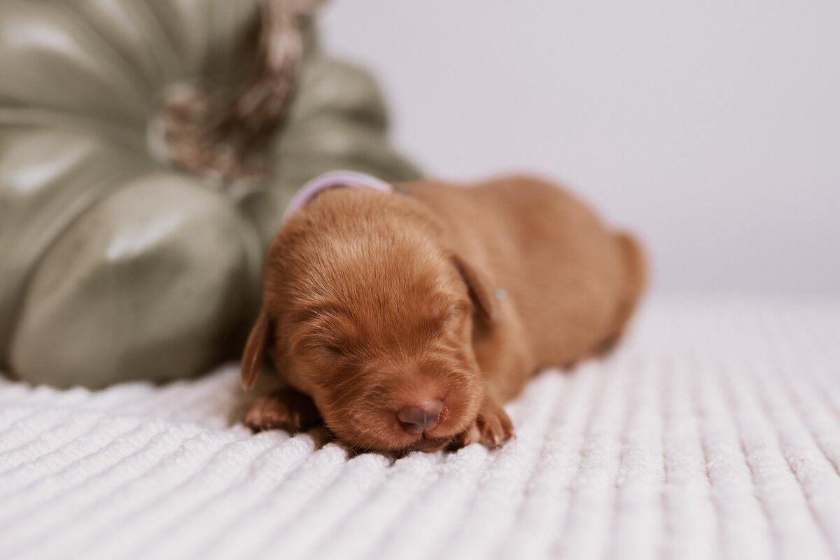 Tennessee-Labrador-Retriever-Puppie-Breeder (3)