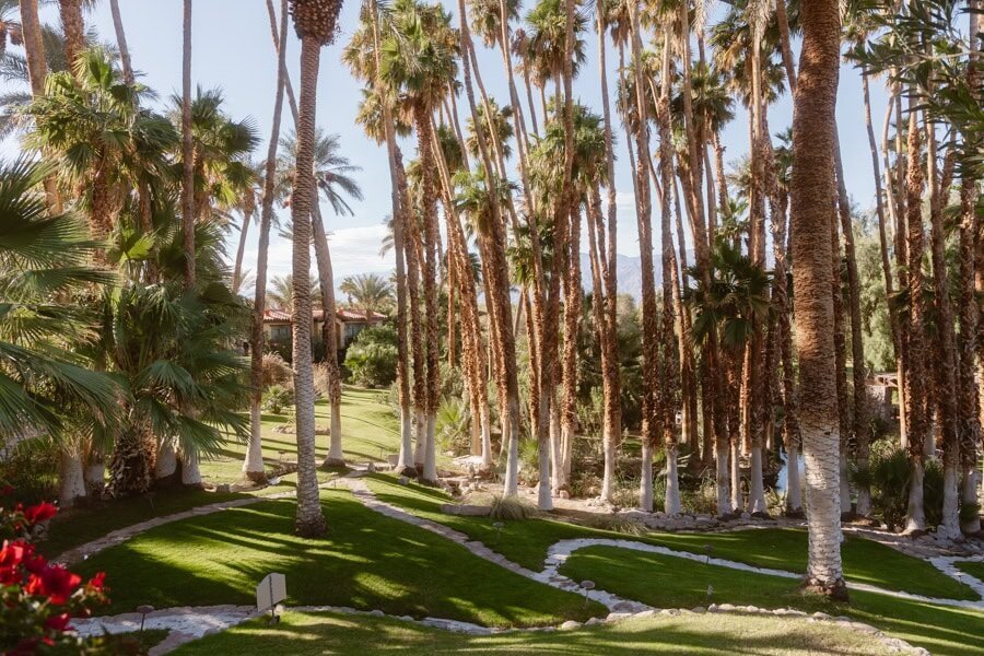 Palm trees in a garden of grass