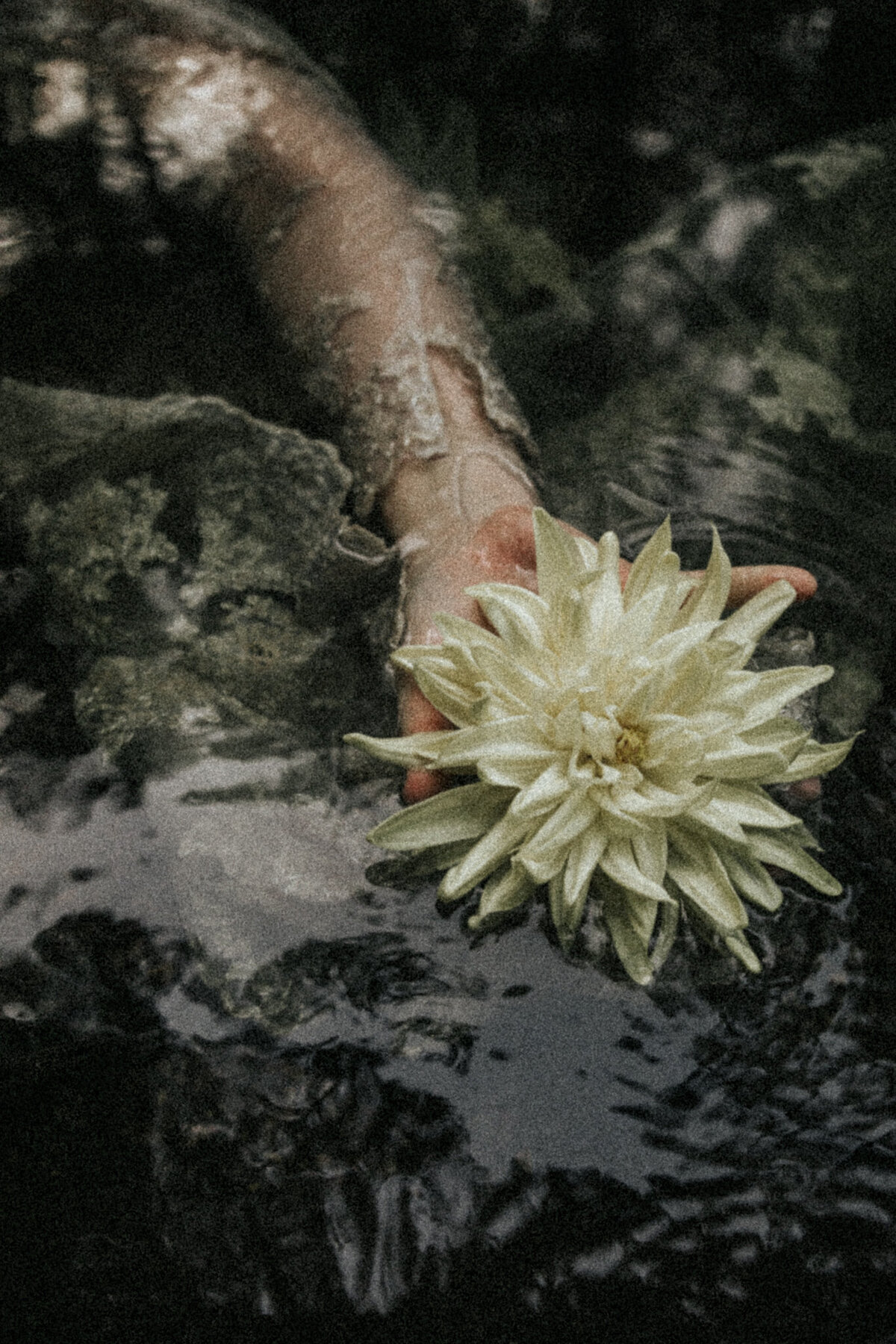 Flower in hand in dark waters