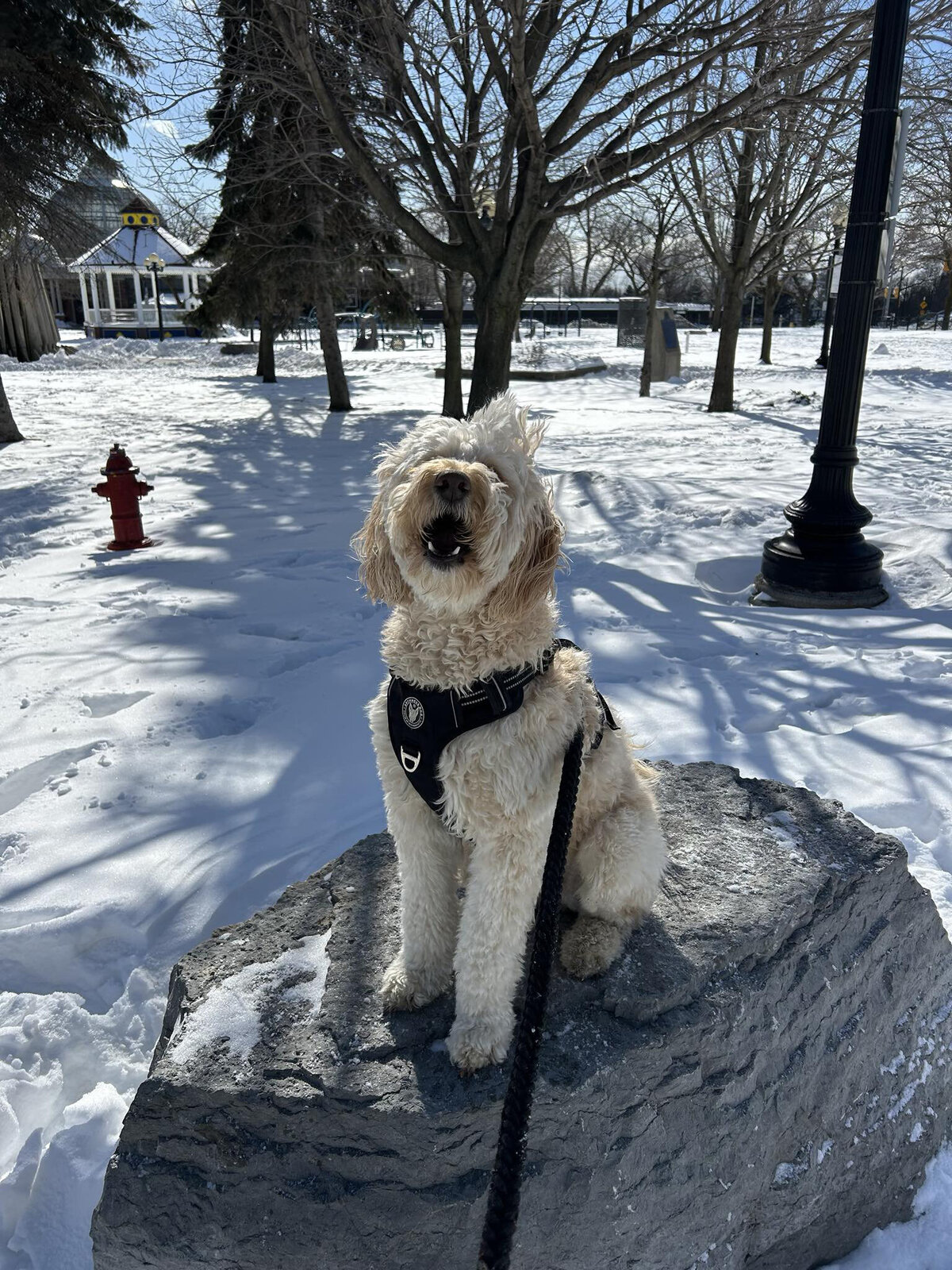 HamiltonToronto-PetSitting-018