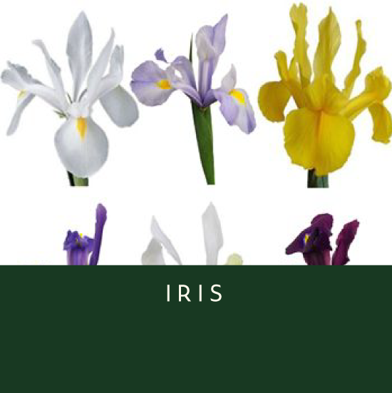 Iris