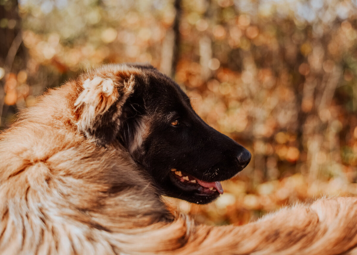 Estrela Mountain Dog by the lake-8