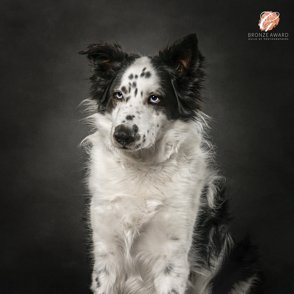 Titled “Majestic Gaze” this fine art pet portrait of a Border Collie mix exudes elegance and depth, captured masterfully by Vancouver-based dog photographer, Pets through the Lens Photography. The image, which earned a Bronze Award from the Guild of Photographers, blends fine art and pet photography, highlighting the dog's striking blue eyes and unique markings against a sophisticated, minimalist backdrop. For dog owners looking for award-winning, fine art dog photography in Vancouver, Pets through the Lens creates timeless, gallery-worthy portraits that beautifully capture your pet’s essence and personality.