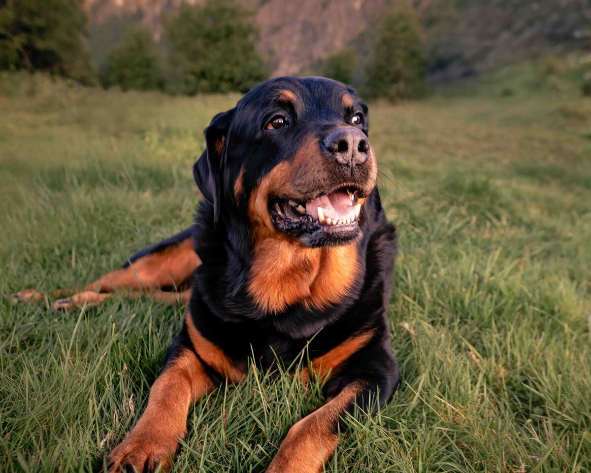 seattle-pet-photographer-3
