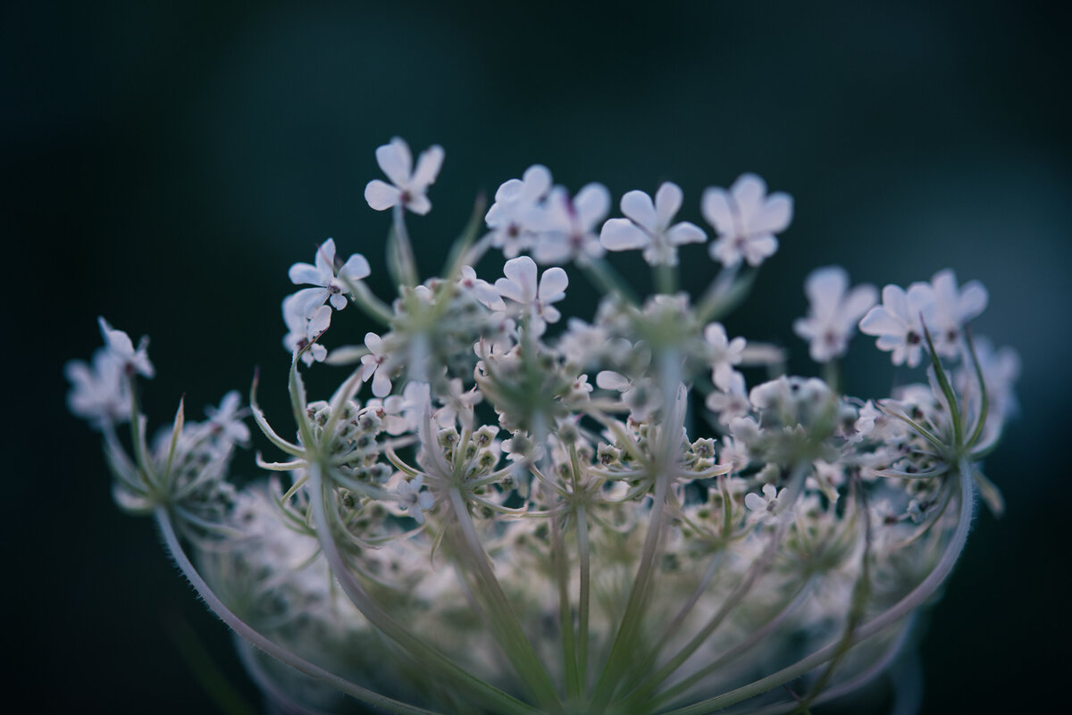 liz allen photography flowers-30