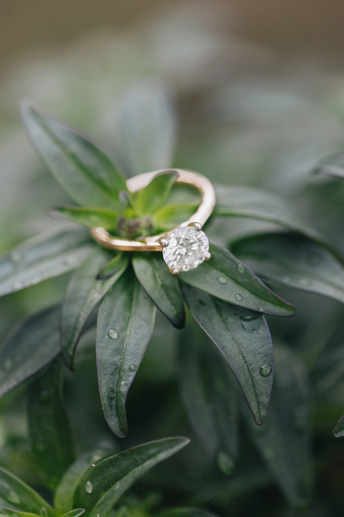 madeline-zach-engagement-1