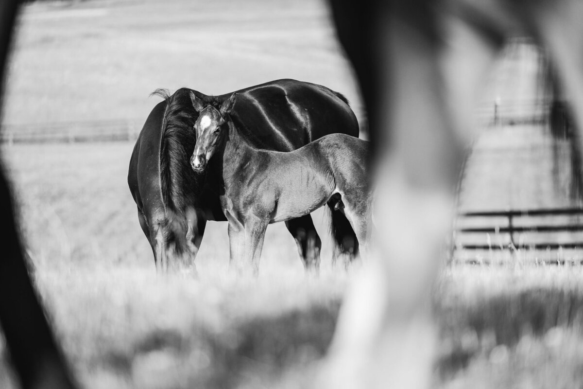Saratoga-horse-photographer-373