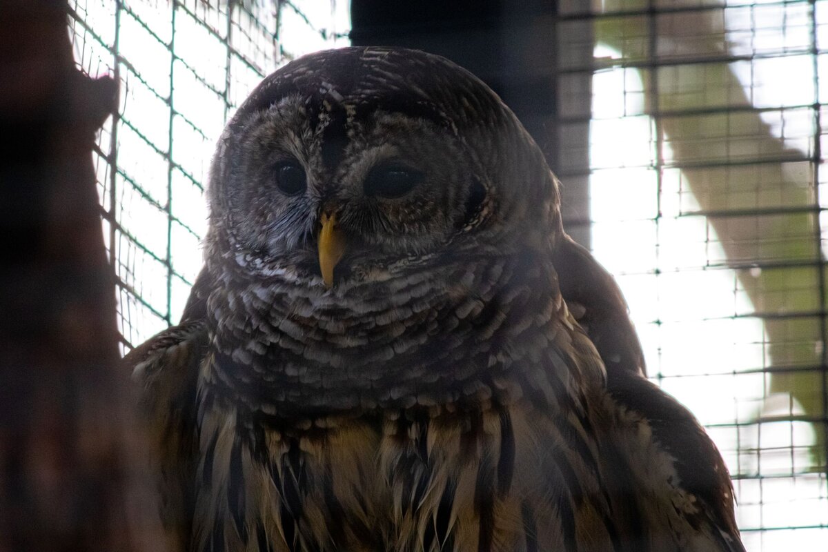 Owl-5e2567b9-2500