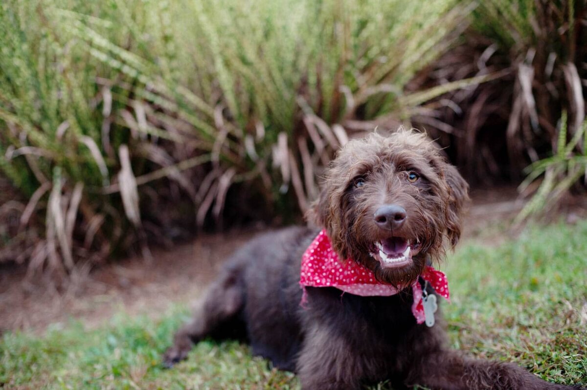 Cute brown shaggy dog laying in front of green bushes and wearing a red polka dot bandana.