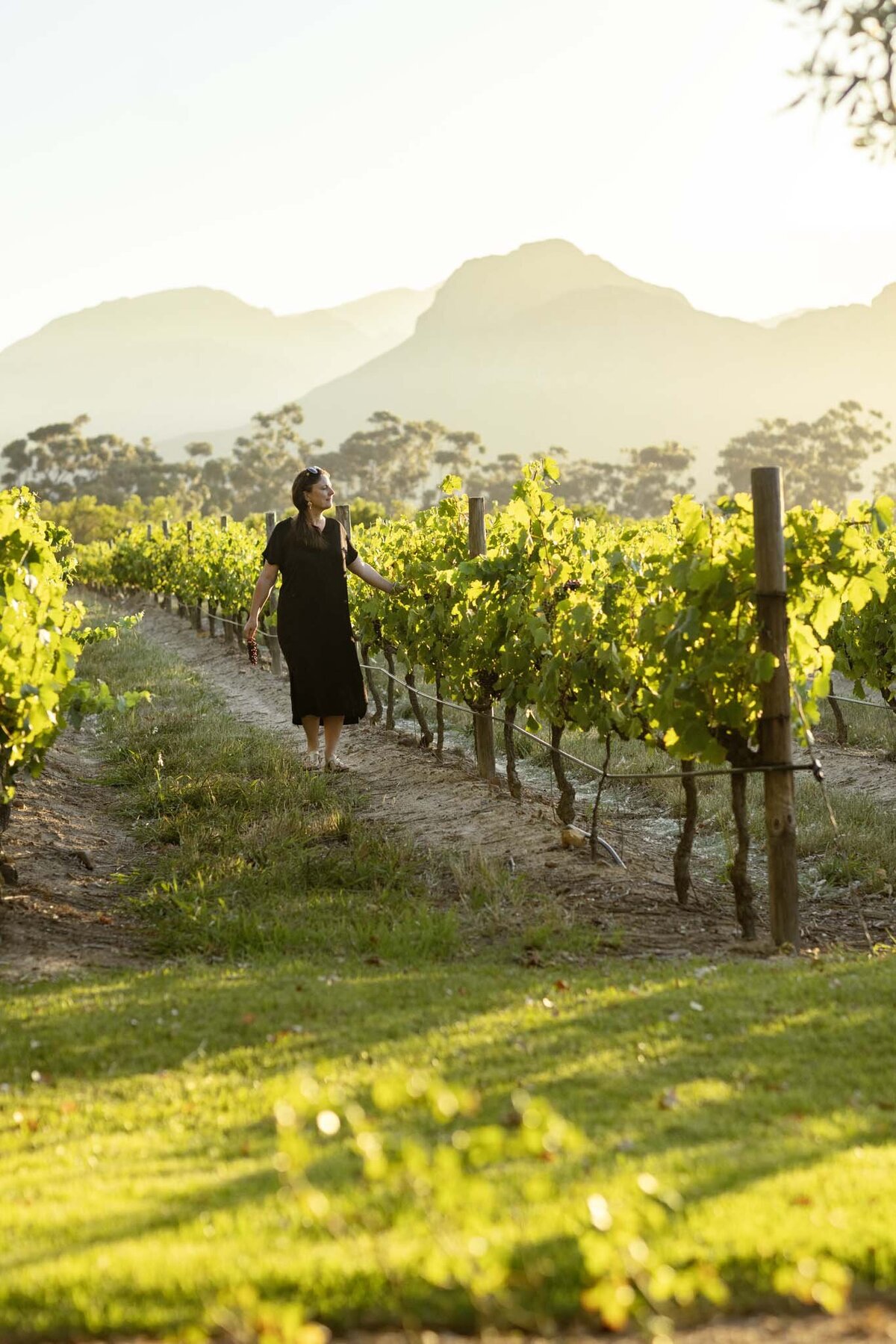 My Liefste wines, South African wines Franschhoek, wijn kopen Zuid-Afrika