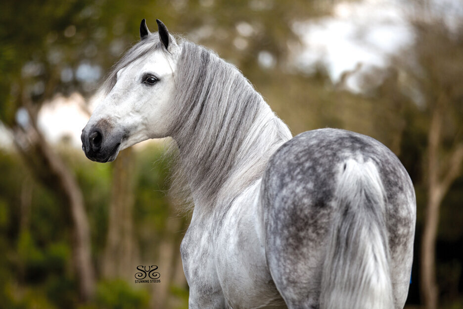 stunning-steeds-photo-dapple-grey-paso-fino-stallion