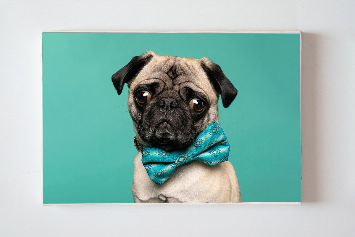 pug picture with teal background