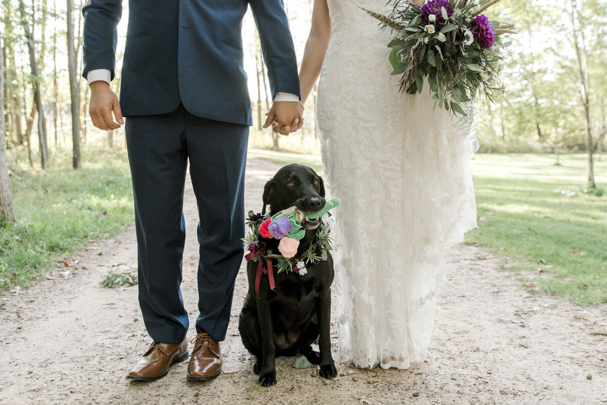 dog at outdoor wedding