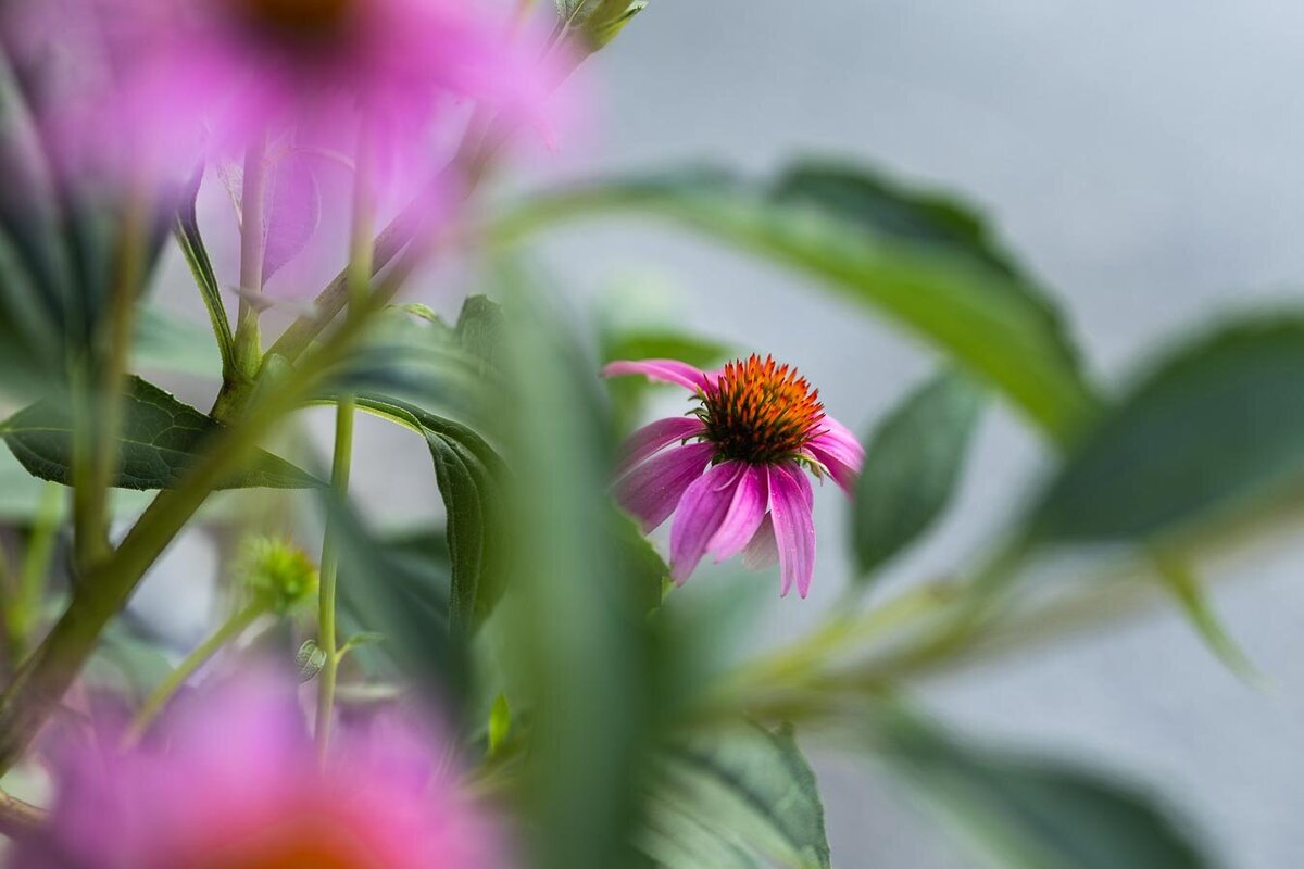 cone-flower-between-foilage-11193