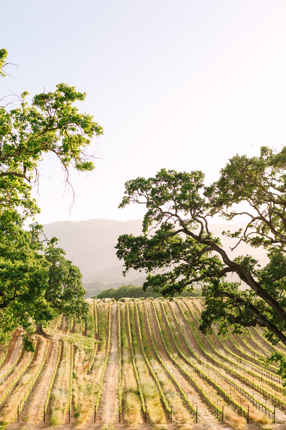 sonoma county vineyard with large oak trees and mountains in background.