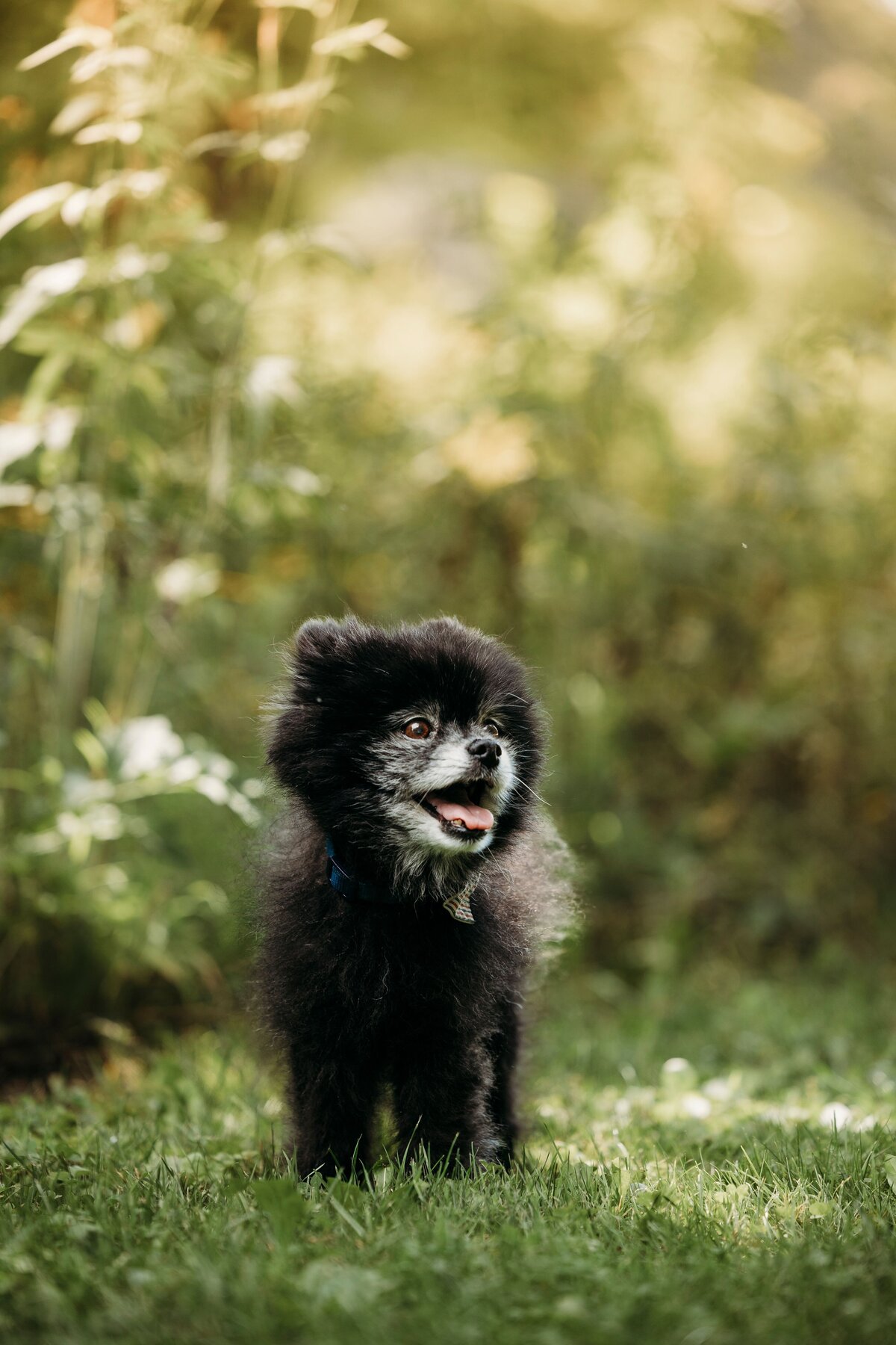 Elderly pomeranian dog getting their portrait taken.