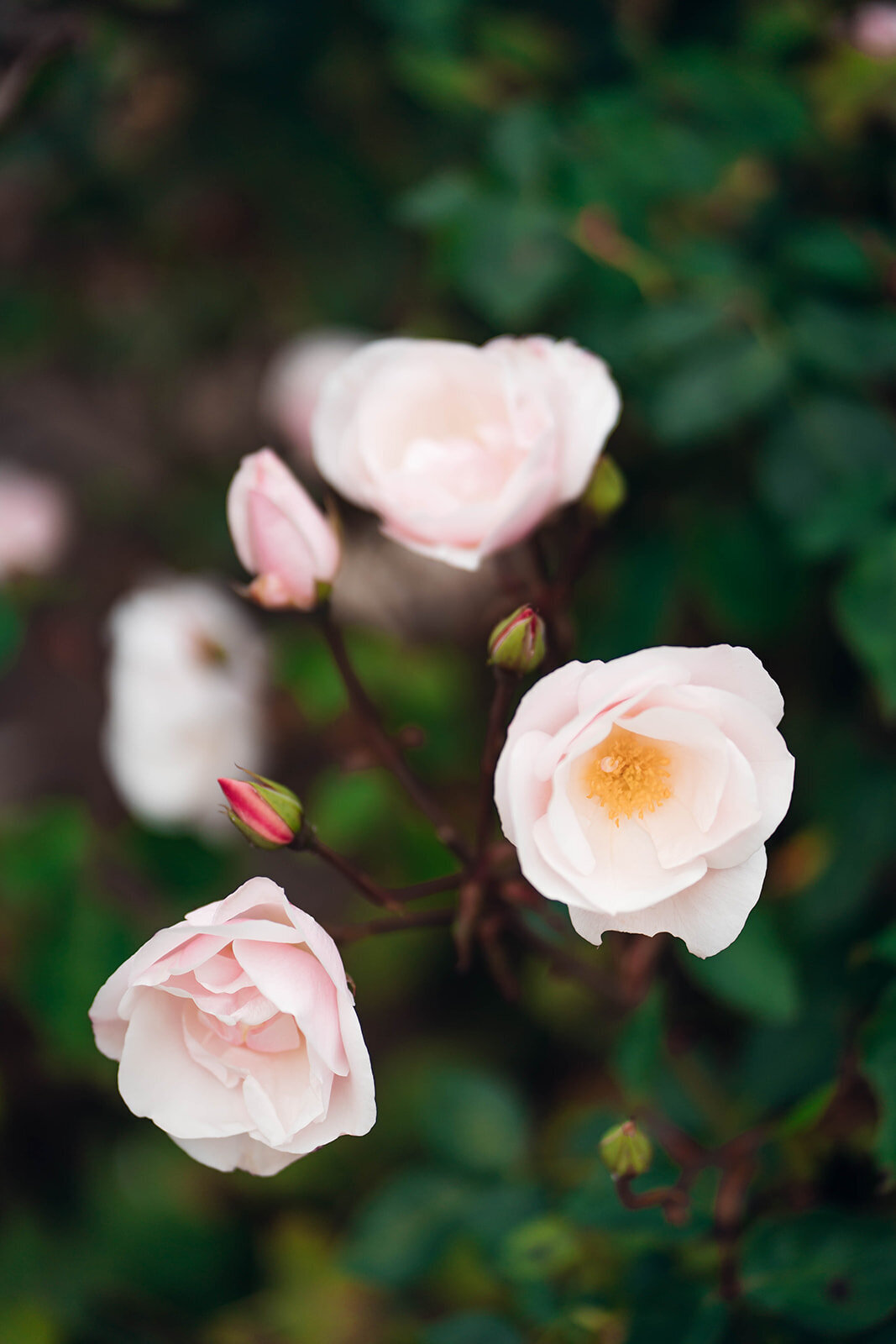 Manny_Bal_EmilyCollettPhotography0023
