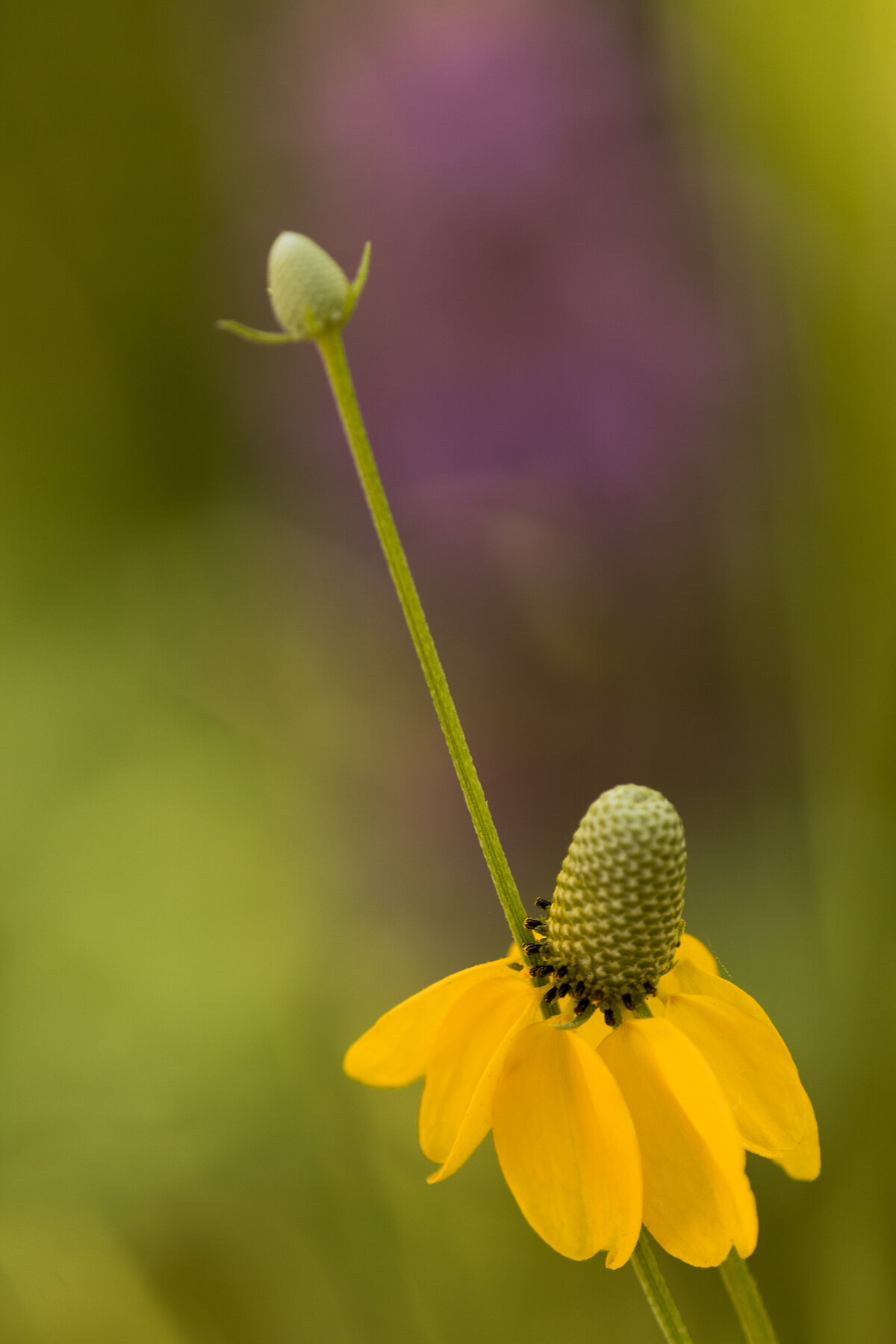 mexican_hat_9053