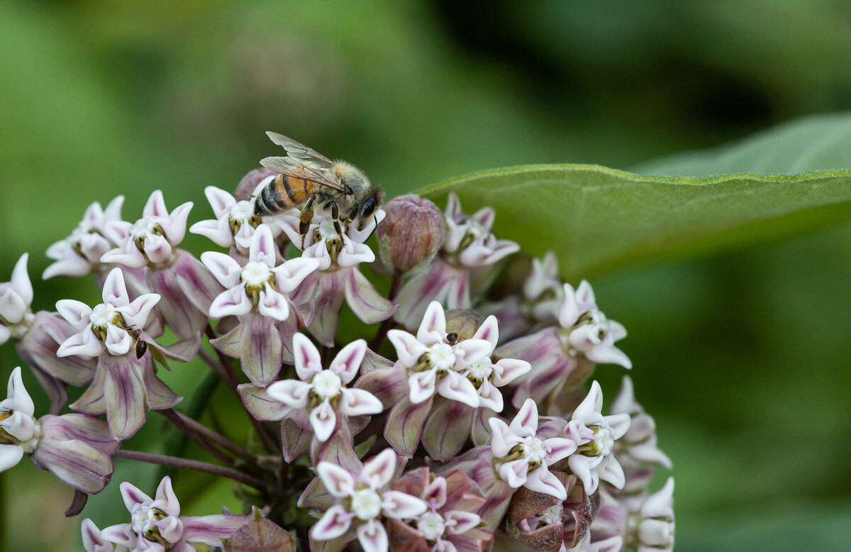 bee-milkweed-wareham-ma