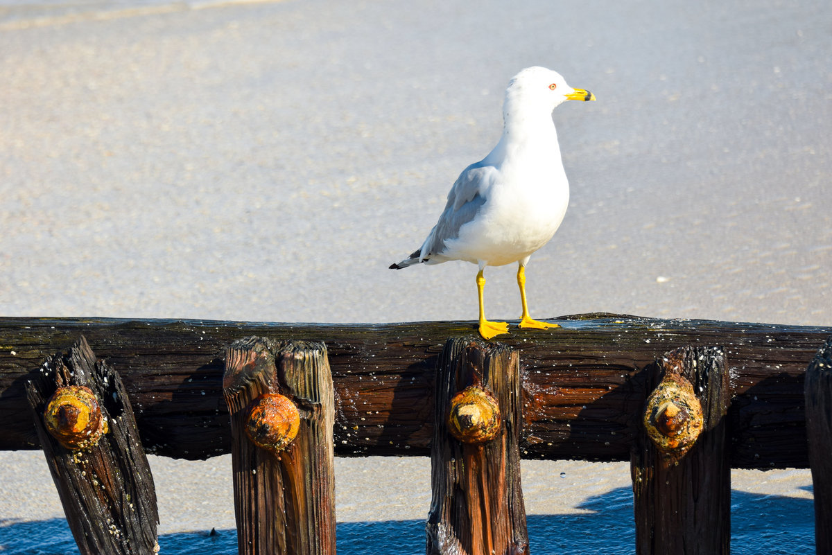 Seagull on wooden post beach Naples Florida