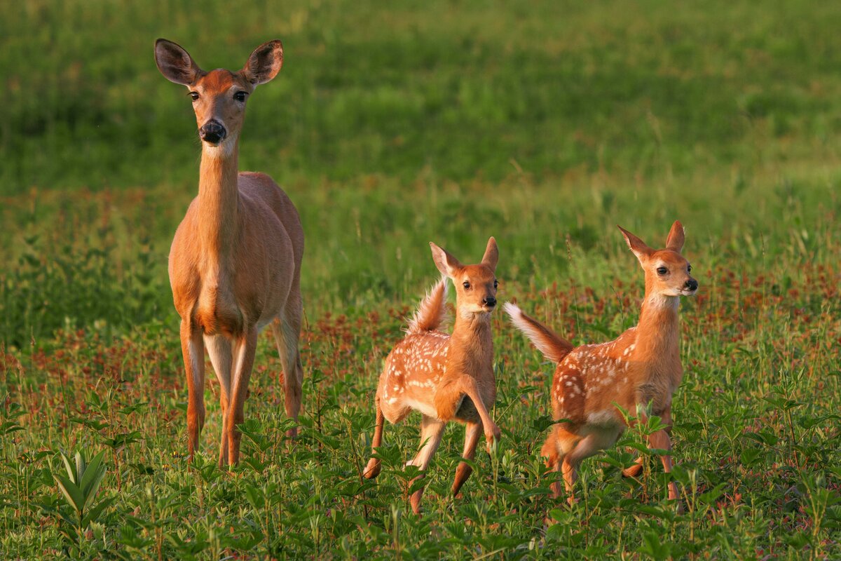 2x3_Lowres_DoubleFawns-