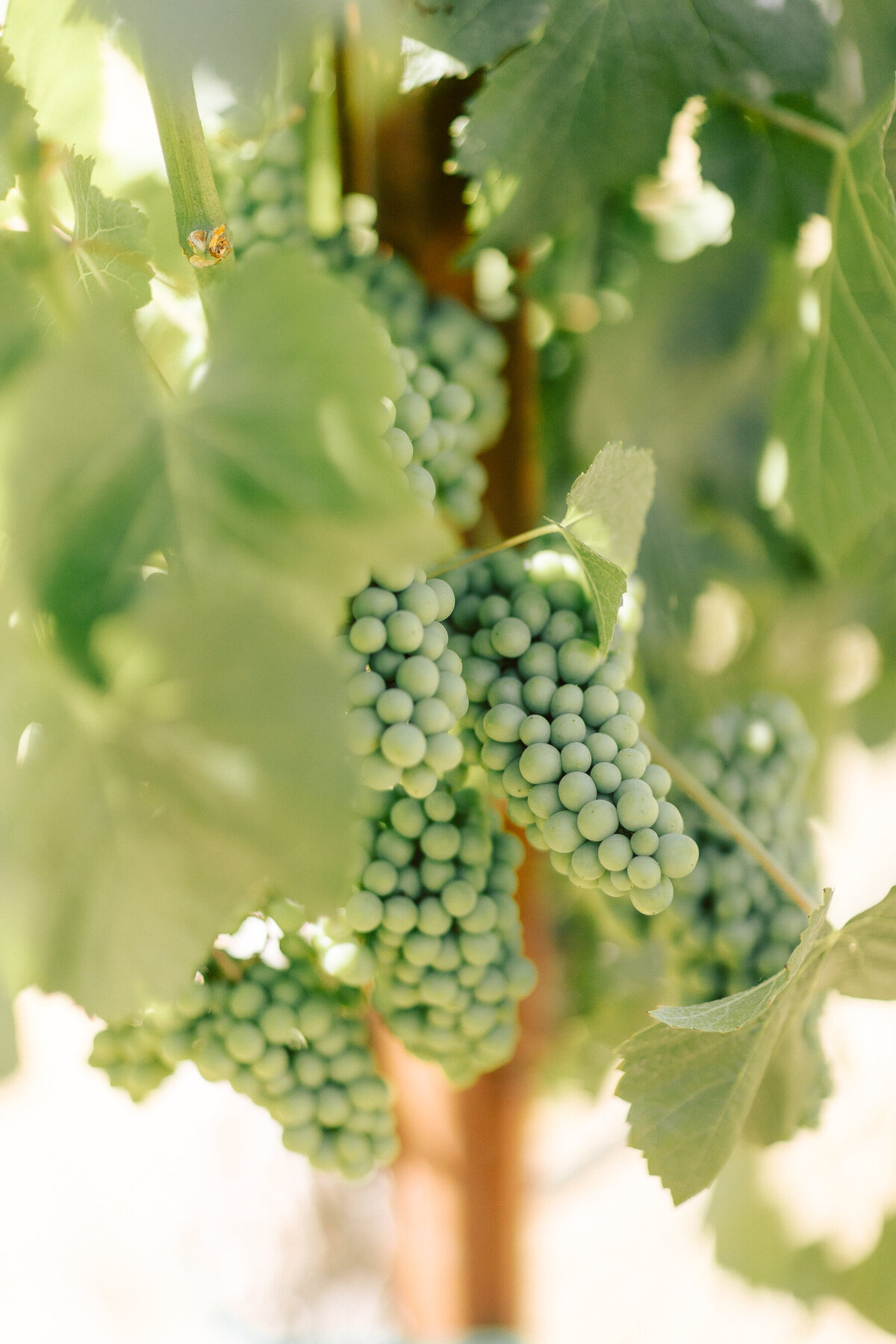 0434_gretchen_gause_photo_healdsburg_wedding_Arista_Winery_Little_Saint_2024-