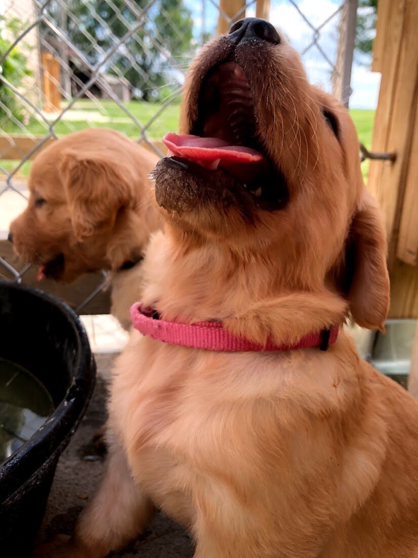 Appelgate-golden-retriever-puppies-52