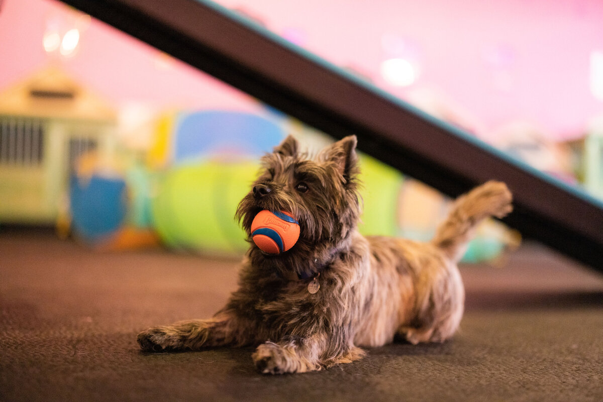 HillFamilyPetCare-123