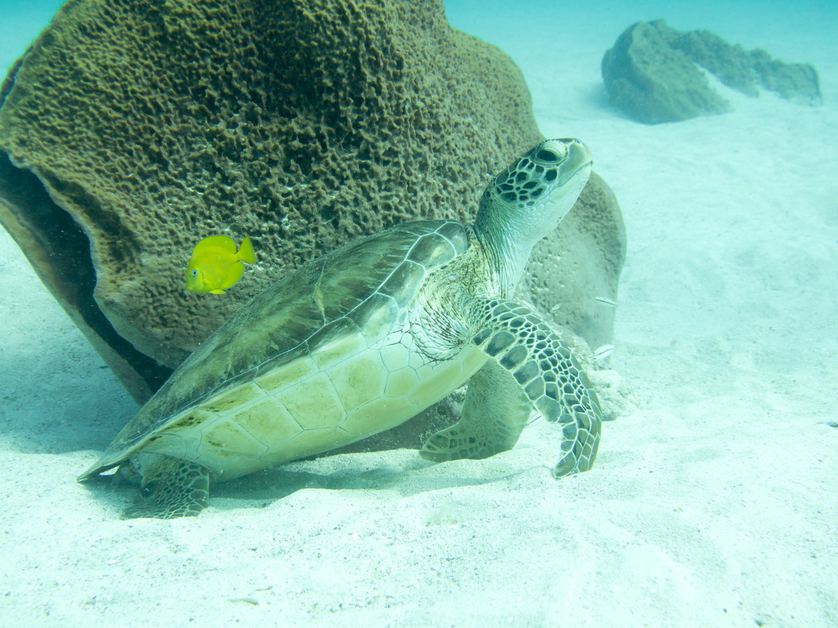Barbados_2017_509