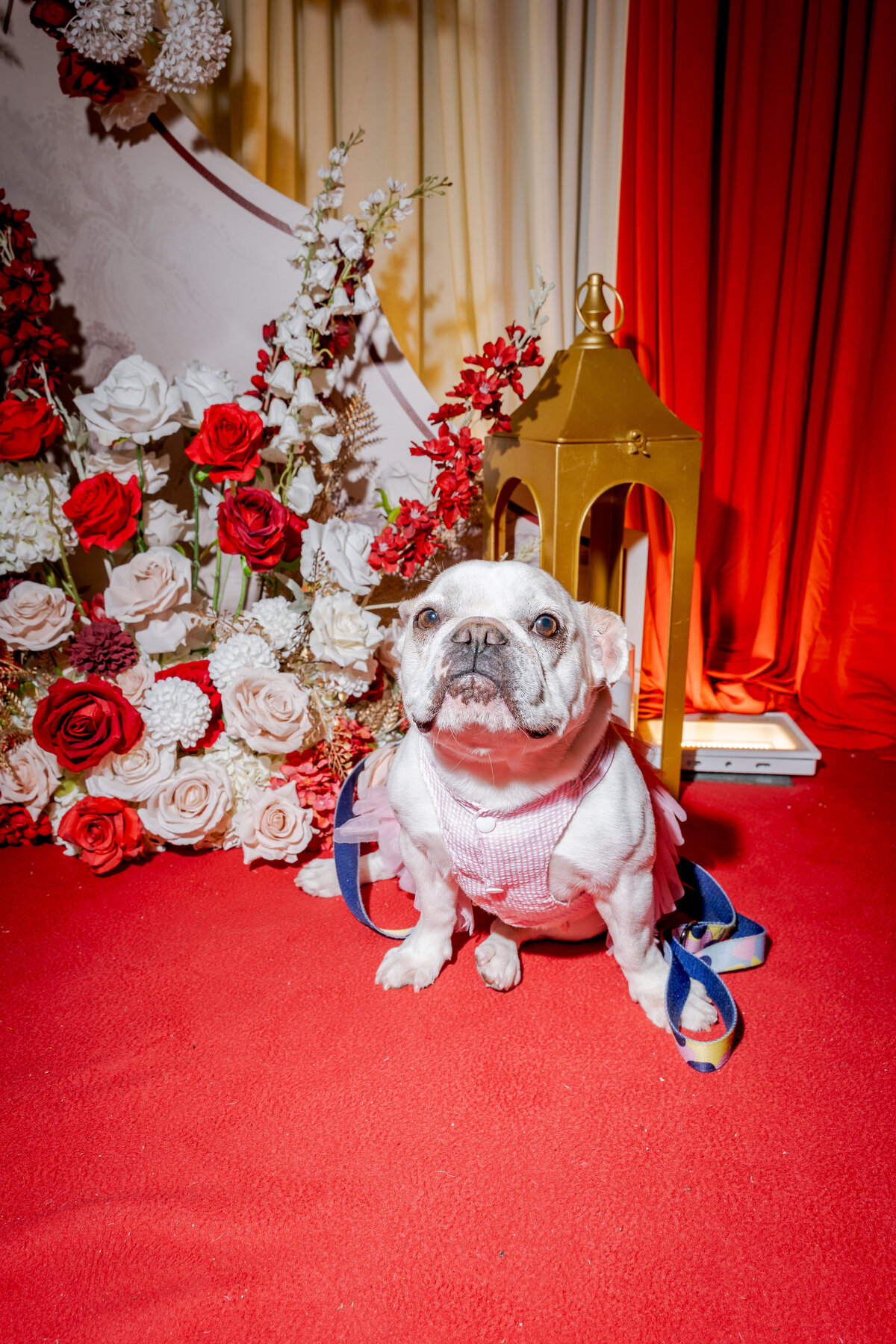 Wedding Dogs
